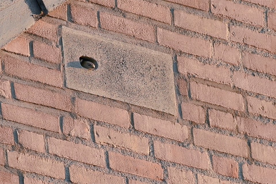 Renovieren mit Platz für geschützte Arten 1